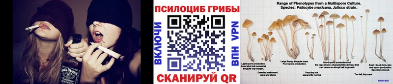 закладки  Тюмень  Псилоцибиновые грибы Cubensis 